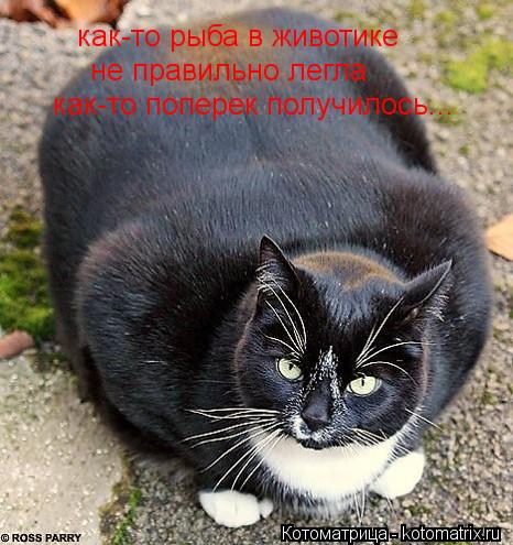 как-то рыба в животике не правильно легла как-то поперек получилось...... Котоматрица: как-то рыба в животике не правильно легла как-то поперек получилось...
