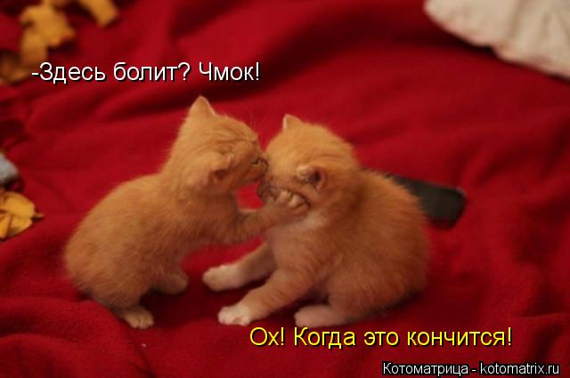 -Здесь болит? Чмок! Ох! Когда это кончится!... Котоматрица: -Здесь болит? Чмок! Ох! Когда это кончится!