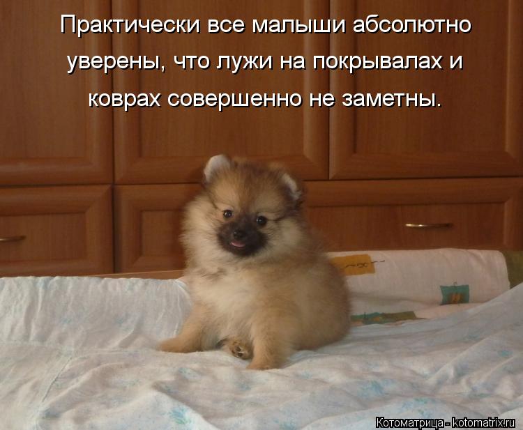 Практически все малыши абсолютно уверены, что лужи на покрывалах и коврах совершенно не заметны.... Котоматрица: Практически все малыши абсолютно уверены, что лужи на покрывалах и коврах совершенно не заметны.