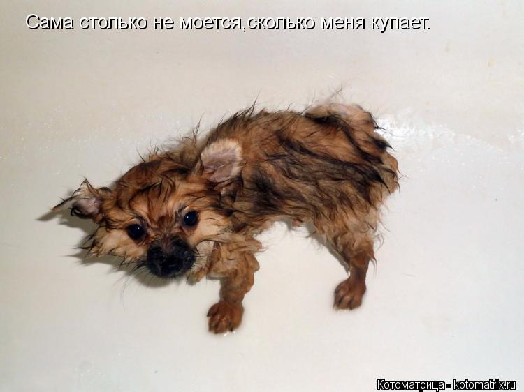 Сама столько не моется,сколько меня купает.... Котоматрица: Сама столько не моется,сколько меня купает.