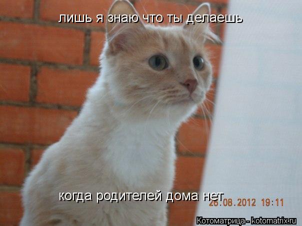 лишь я знаю что ты делаешь когда родителей дома нет... Котоматрица: лишь я знаю что ты делаешь когда родителей дома нет