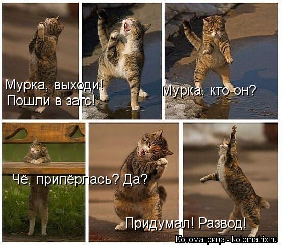 Мурка, выходи! Пошли в загс! Мурка, кто он? Чё, припёрлась? Да? Придумал! Развод!... Котоматрица: Мурка, выходи! Пошли в загс! Мурка, кто он? Чё, припёрлась? Да? Придумал! Развод!