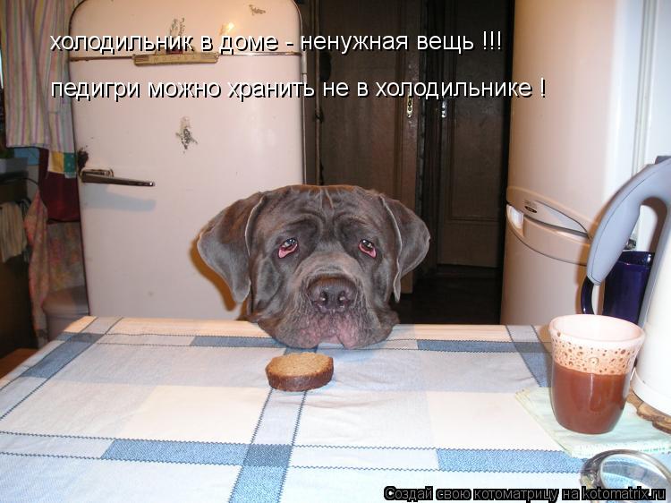 холодильник в доме - ненужная вещь !!! педигри можно хранить не в холодильнике !... Котоматрица: холодильник в доме - ненужная вещь !!! педигри можно хранить не в холодильнике !