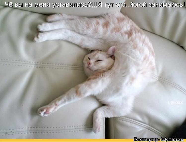 Чё вы на меня уставились?!!!Я тут это..йогой занимаюсь!... Котоматрица: Чё вы на меня уставились?!!!Я тут это..йогой занимаюсь!