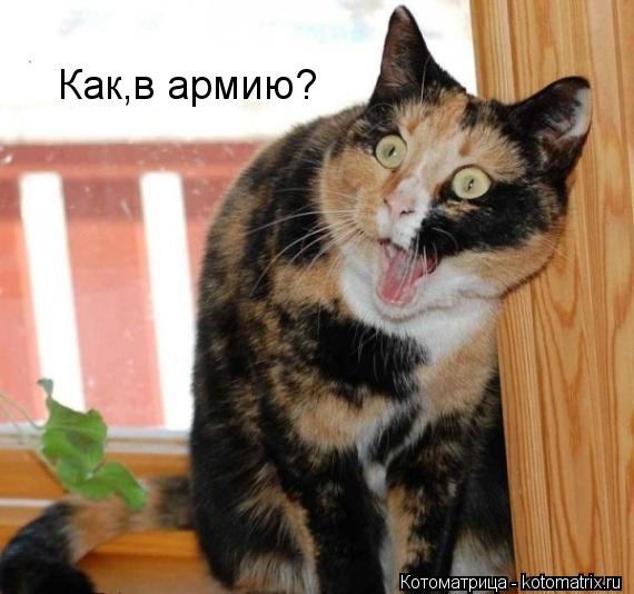 Как,в армию?... Котоматрица: Как,в армию?