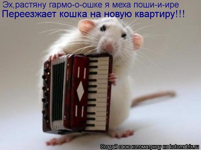 Эх,растяну гармо-о-ошке я меха поши-и-ире Переезжает кошка на новую квартиру!!!... Котоматрица: Эх,растяну гармо-о-ошке я меха поши-и-ире Переезжает кошка на новую квартиру!!!