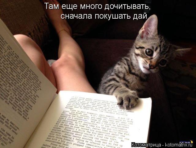 Там еще много дочитывать, сначала покушать дай... Котоматрица: Там еще много дочитывать, сначала покушать дай
