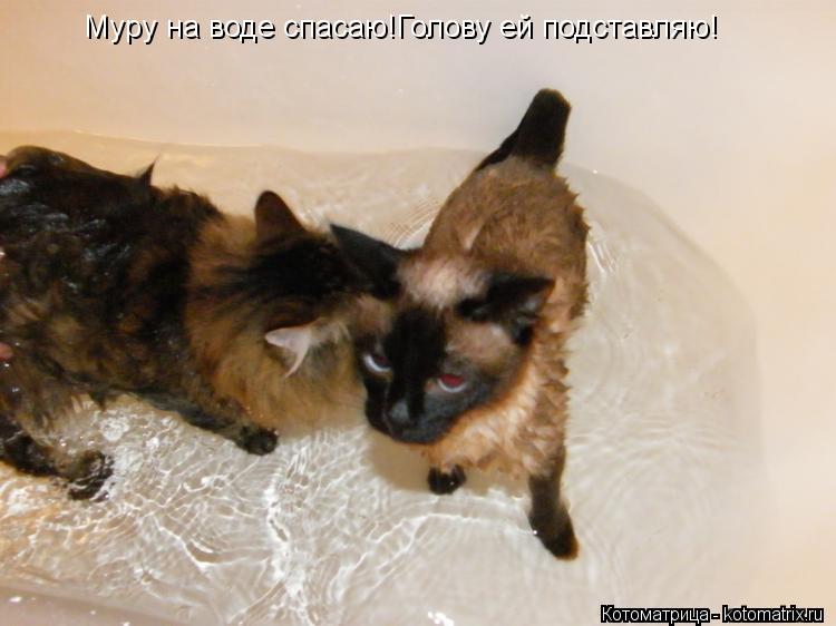 Муру на воде спасаю!Голову ей подставляю!... Котоматрица: Муру на воде спасаю!Голову ей подставляю!