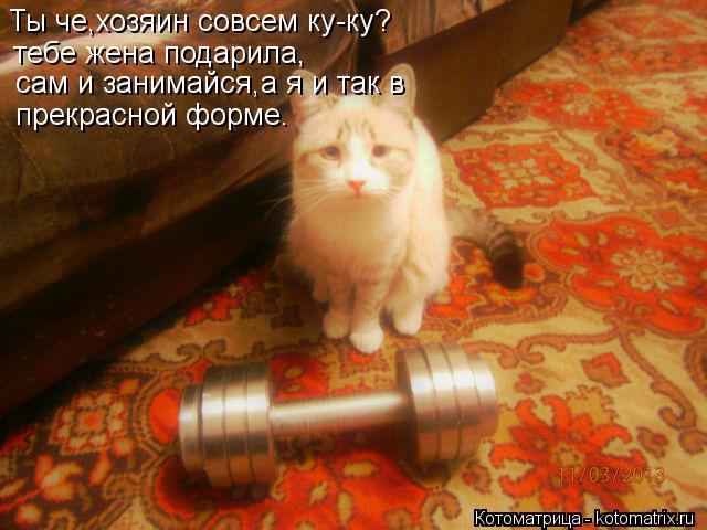 Ты че,хозяин совсем ку-ку? тебе жена подарила, сам и занимайся,а я и так в прекрасной форме.... Котоматрица: Ты че,хозяин совсем ку-ку? тебе жена подарила, сам и занимайся,а я и так в прекрасной форме.