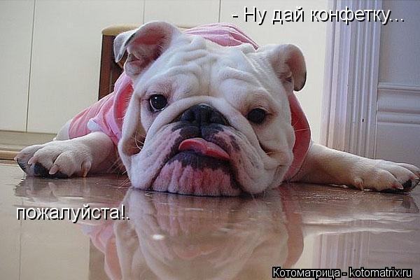 - Ну дай конфетку... пожалуйста!.... Котоматрица: - Ну дай конфетку... пожалуйста!.