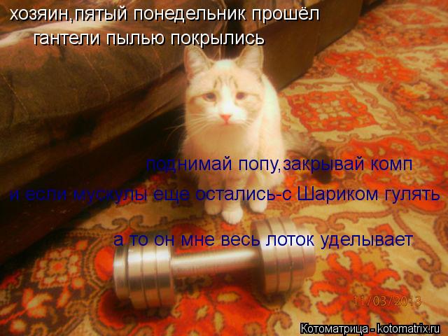 хозяин,пятый понедельник прошёл гантели пылью покрылись поднимай попу,закрывай комп и если мускулы ещ... Котоматрица: хозяин,пятый понедельник прошёл гантели пылью покрылись поднимай попу,закрывай комп и если мускулы еще остались-с Шариком гулять а то он м