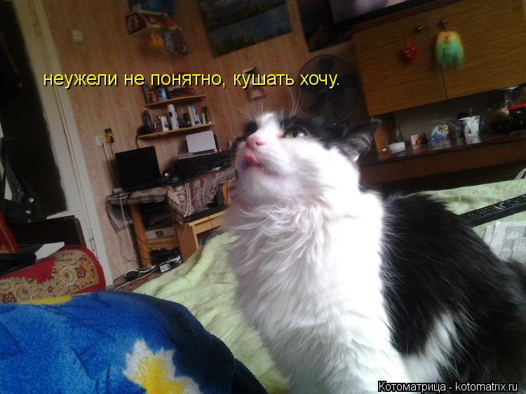 неужели не понятно, кушать хочу.... Котоматрица: неужели не понятно, кушать хочу.