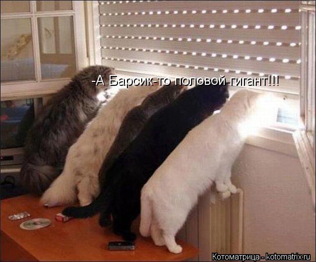 -А Барсик-то половой гигант!!!... Котоматрица: -А Барсик-то половой гигант!!!