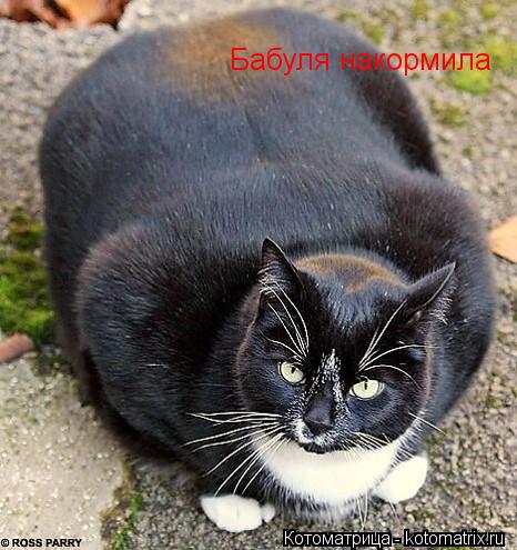 Бабуля накормила... Котоматрица: Бабуля накормила
