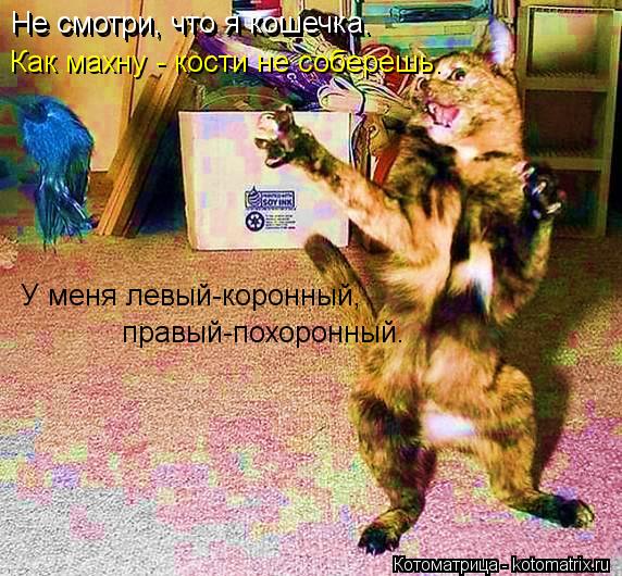 Не смотри, что я кошечка. Не смотри, что я кошечка. Как махну - кости не соберешь. У меня левый-ко... Котоматрица: Не смотри, что я кошечка. Не смотри, что я кошечка. Как махну - кости не соберешь. У меня левый-коронный, правый-похоронный.