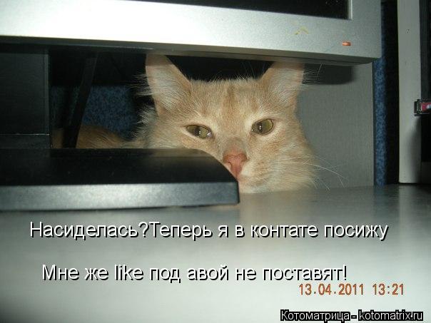 Насиделась?Теперь я в контате посижу Мне же like под авой не поставят!... Котоматрица: Насиделась?Теперь я в контате посижу Мне же like под авой не поставят!