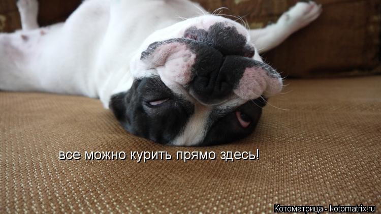 Котоматрица: все можно курить прямо здесь!