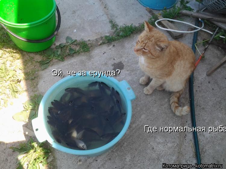 Эй, че за ерунда? Где нормальная рыба?... Котоматрица: Эй, че за ерунда? Где нормальная рыба?