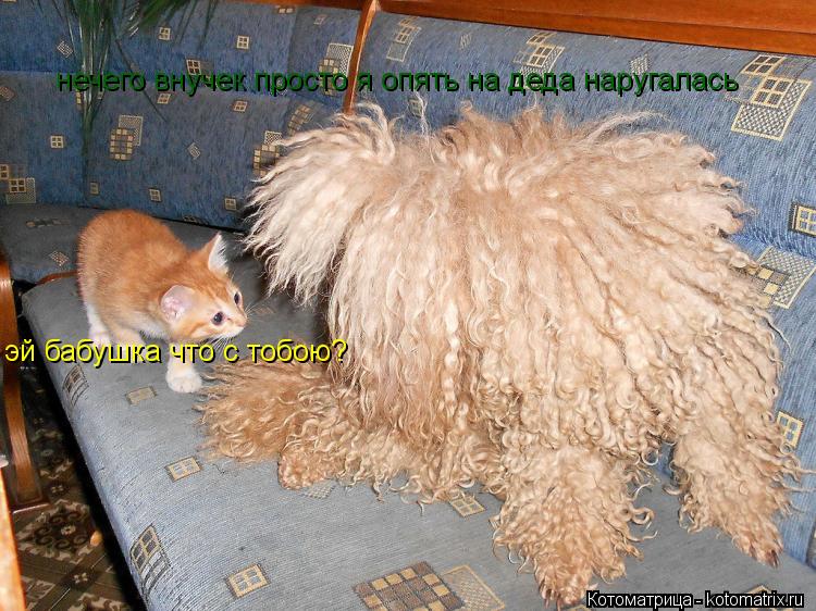 эй бабушка что с тобою? нечего внучек просто я опять на деда наругалась... Котоматрица: эй бабушка что с тобою? нечего внучек просто я опять на деда наругалась