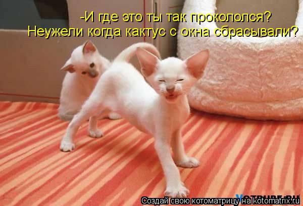 -И где это ты так прокололся? Неужели когда кактус с окна сбрасывали?... Котоматрица: -И где это ты так прокололся? Неужели когда кактус с окна сбрасывали?