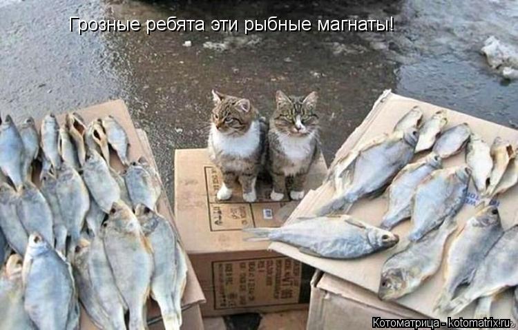 Грозные ребята эти рыбные магнаты!... Котоматрица: Грозные ребята эти рыбные магнаты!
