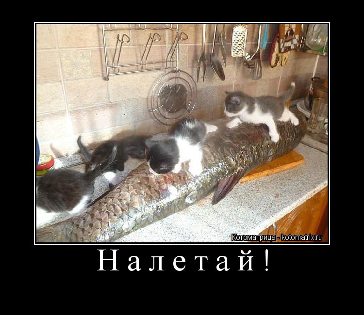 Налетай! ... Котоматрица: Налетай!