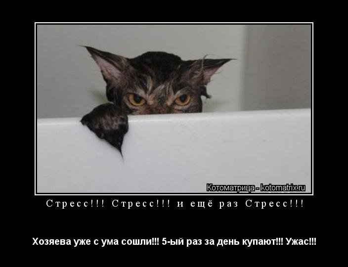 Стресс!!! Стресс!!! и ещё раз Стресс!!! Хозяева уже с ума сошли!!! 5-ый раз за день купают!!! Ужас!!!... Котоматрица: Стресс!!! Стресс!!! и ещё раз Стресс!!! Хозяева уже с ума сошли!!! 5-ый раз за день купают!!! Ужас!!!