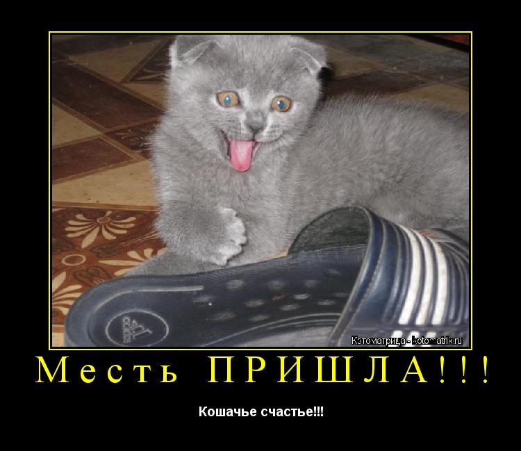 Месть ПРИШЛА!!! Кошачье счастье!!!... Котоматрица: Месть ПРИШЛА!!! Кошачье счастье!!!
