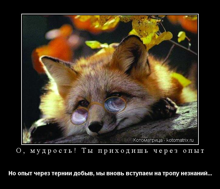 О, мудрость! Ты приходишь через опыт Но опыт через тернии добыв, мы вновь вступаем на тропу незнаний.... Котоматрица: О, мудрость! Ты приходишь через опыт Но опыт через тернии добыв, мы вновь вступаем на тропу незнаний...