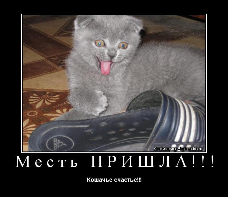 Месть ПРИШЛА!!! Кошачье счастье!!!... Котоматрица: Месть ПРИШЛА!!! Кошачье счастье!!!