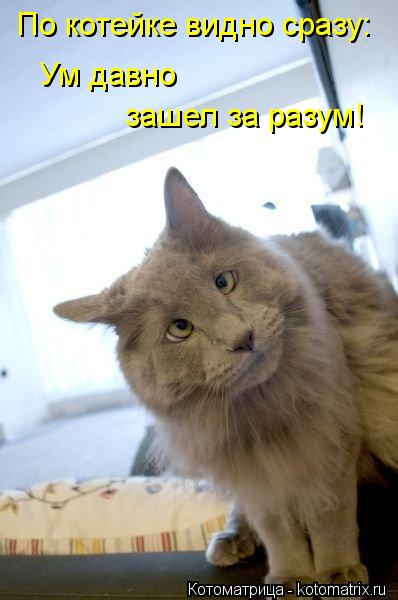 По котейке видно сразу: Ум давно зашел за разум!... Котоматрица: По котейке видно сразу: Ум давно зашел за разум!