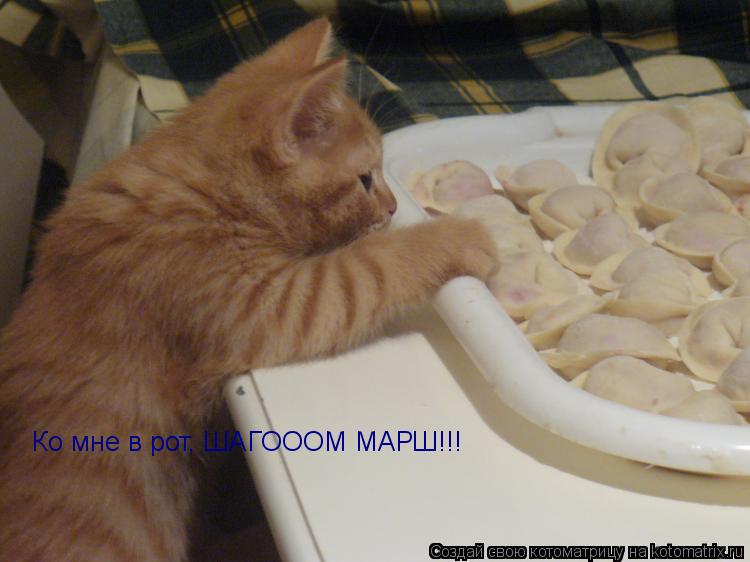 Ко мне в рот, ШАГОООМ МАРШ!!!... Котоматрица: Ко мне в рот, ШАГОООМ МАРШ!!!
