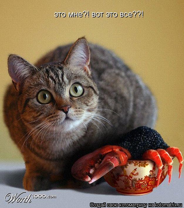 это мне?! вот это все??!... Котоматрица: это мне?! вот это все??!