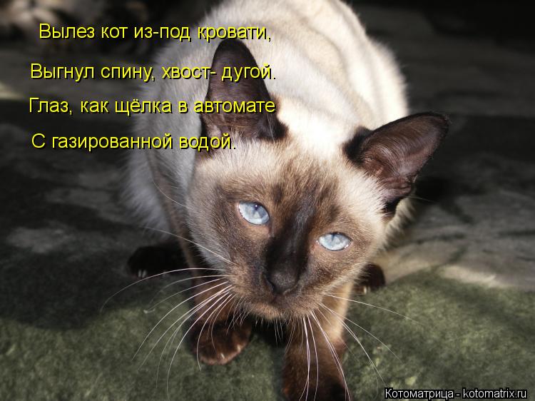 Вылез кот из-под кровати, Выгнул спину, хвост- дугой. Глаз, как щёлка в автомате С газированной водой... Котоматрица: Вылез кот из-под кровати, Выгнул спину, хвост- дугой. Глаз, как щёлка в автомате С газированной водой.
