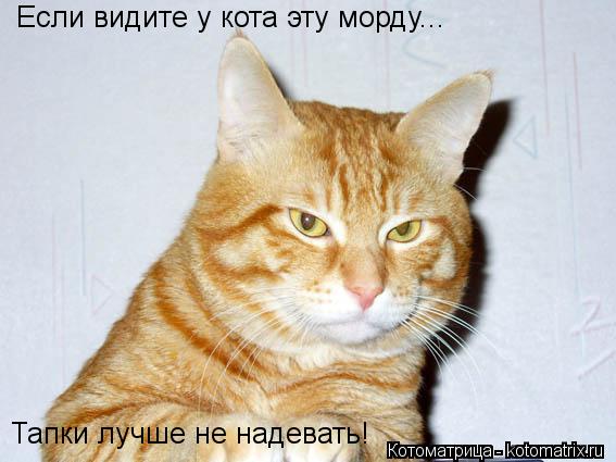 Если видите у кота эту морду... Тапки лучше не надевать!... Котоматрица: Если видите у кота эту морду... Тапки лучше не надевать!