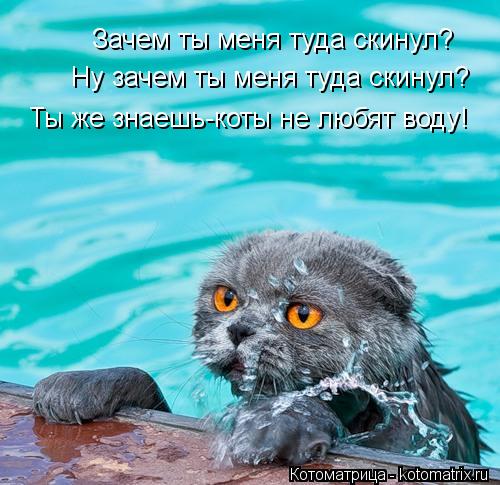 Зачем ты меня туда скинул? Ну зачем ты меня туда скинул? Ты же знаешь-коты не любят воду!... Котоматрица: Зачем ты меня туда скинул? Ну зачем ты меня туда скинул? Ты же знаешь-коты не любят воду!