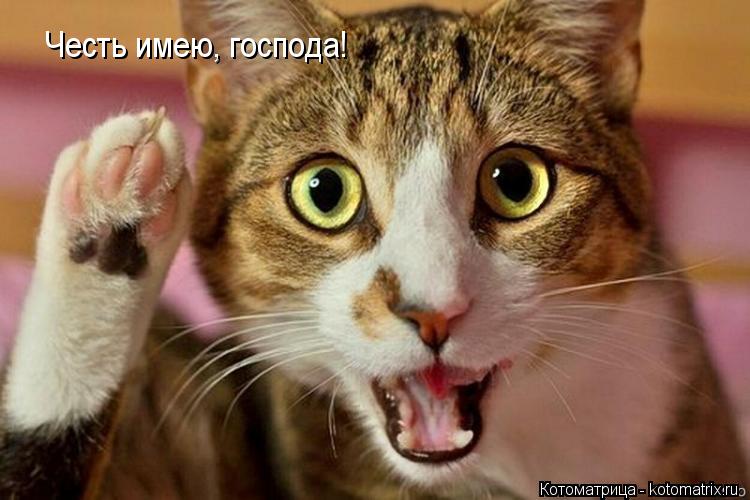 Честь имею, господа!... Котоматрица: Честь имею, господа!