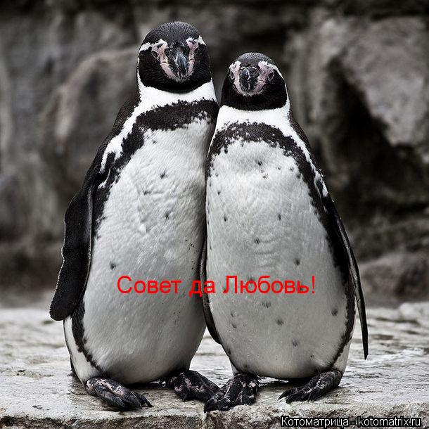 Совет да Любовь!... Котоматрица: Совет да Любовь!