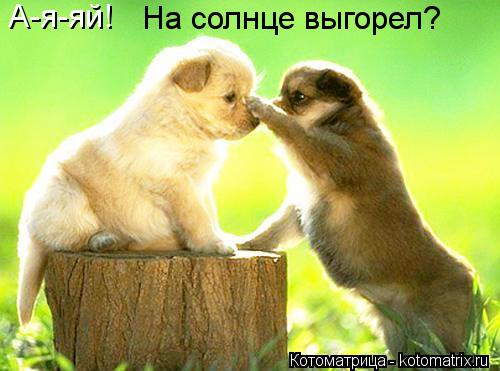 А-я-яй! На солнце выгорел?... Котоматрица: А-я-яй! На солнце выгорел?