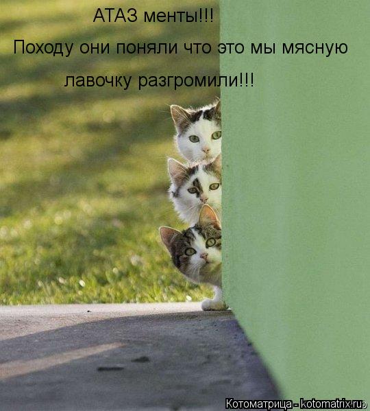АТАЗ менты!!! Походу они поняли что это мы мясную лавочку разгромили!!!... Котоматрица: АТАЗ менты!!! Походу они поняли что это мы мясную лавочку разгромили!!!