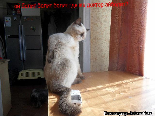 ой болит болит болит,где же доктор айболит?... Котоматрица: ой болит болит болит,где же доктор айболит?