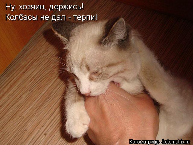 Ну, хозяин, держись! Колбасы не дал - терпи!... Котоматрица: Ну, хозяин, держись! Колбасы не дал - терпи!