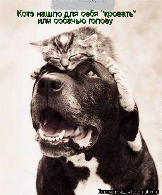Котэ нашло для себя "кровать" или собачью голову... Котоматрица: Котэ нашло для себя "кровать" или собачью голову