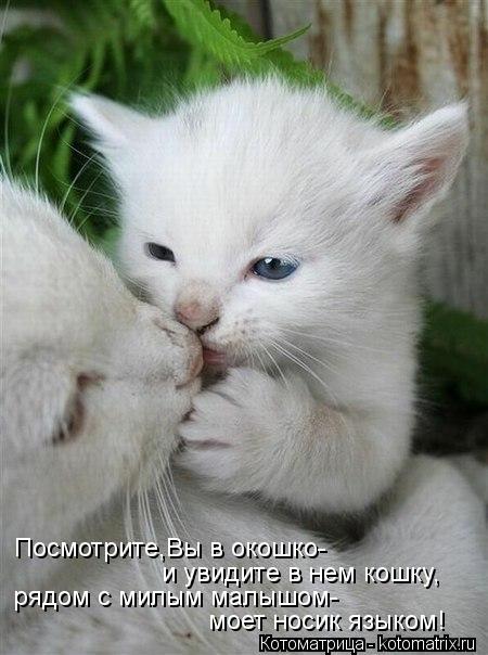 Посмотрите,Вы в окошко- и увидите в нем кошку, рядом с милым малышом- моет носик языком!... Котоматрица: Посмотрите,Вы в окошко- и увидите в нем кошку, рядом с милым малышом- моет носик языком!