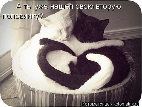 А ты уже нашел свою вторую половинку?... Котоматрица: А ты уже нашел свою вторую половинку?