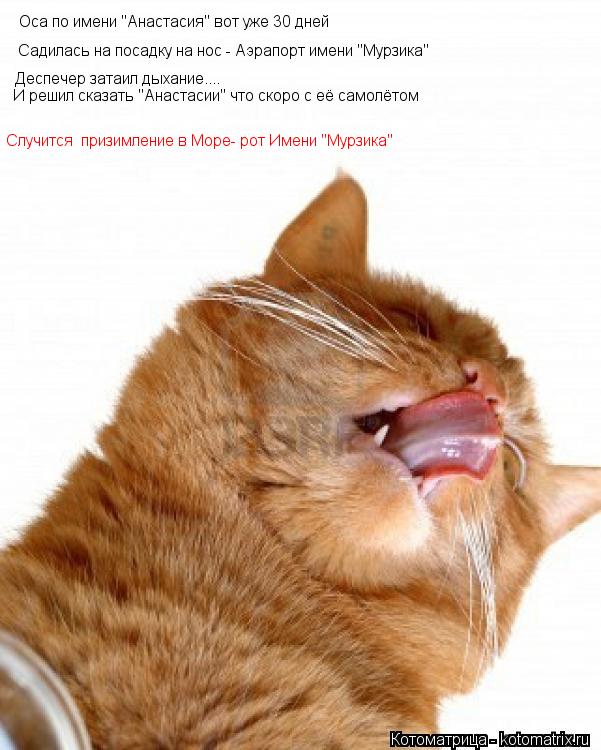 Оса по имени "Анастасия" вот уже 30 дней Садилась на посадку на нос - Аэрапорт имени "Мурзика" Деспеч... Котоматрица: Оса по имени "Анастасия" вот уже 30 дней Садилась на посадку на нос - Аэрапорт имени "Мурзика" Деспечер затаил дыхание.... И решил сказать "Анаст