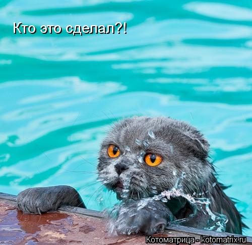 Кто это сделал?!... Котоматрица: Кто это сделал?!