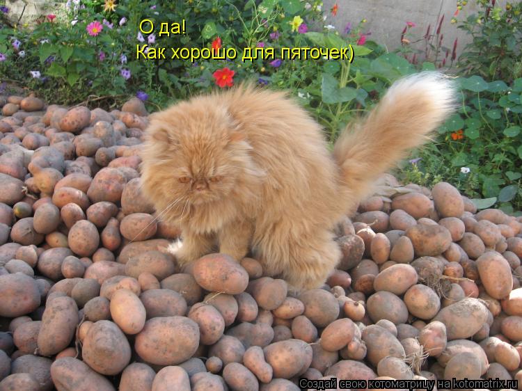 О да! О да! Как хорошо для пяточек)... Котоматрица: О да! О да! Как хорошо для пяточек)