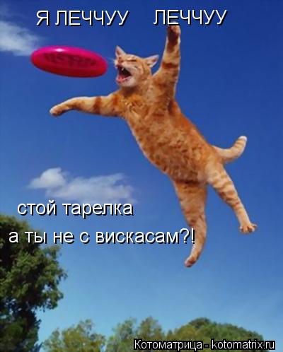 Я ЛЕЧЧУУ ЛЕЧЧУУ стой тарелка а ты не с вискасам?!... Котоматрица: Я ЛЕЧЧУУ ЛЕЧЧУУ стой тарелка а ты не с вискасам?!
