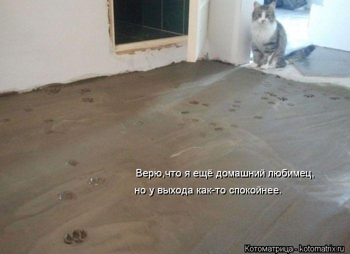 Верю,что я ещё домашний любимец, но у выхода как-то спокойнее.... Котоматрица: Верю,что я ещё домашний любимец, но у выхода как-то спокойнее.